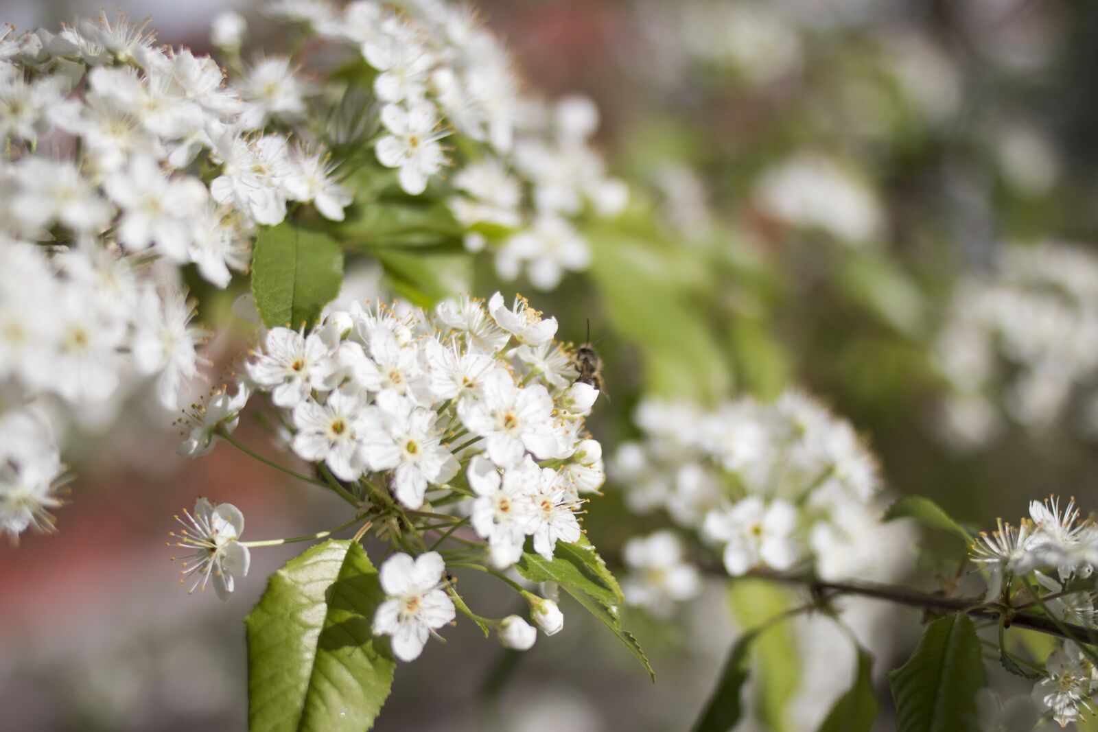 Canon EOS 70D + Canon EF 35mm F2 sample photo. Flower, white, spring photography