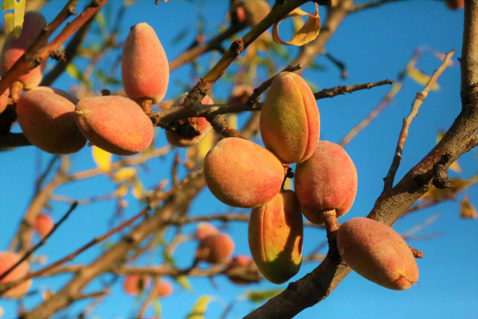 Canon EOS 5D Mark III sample photo. Almond, almond tree, tree photography