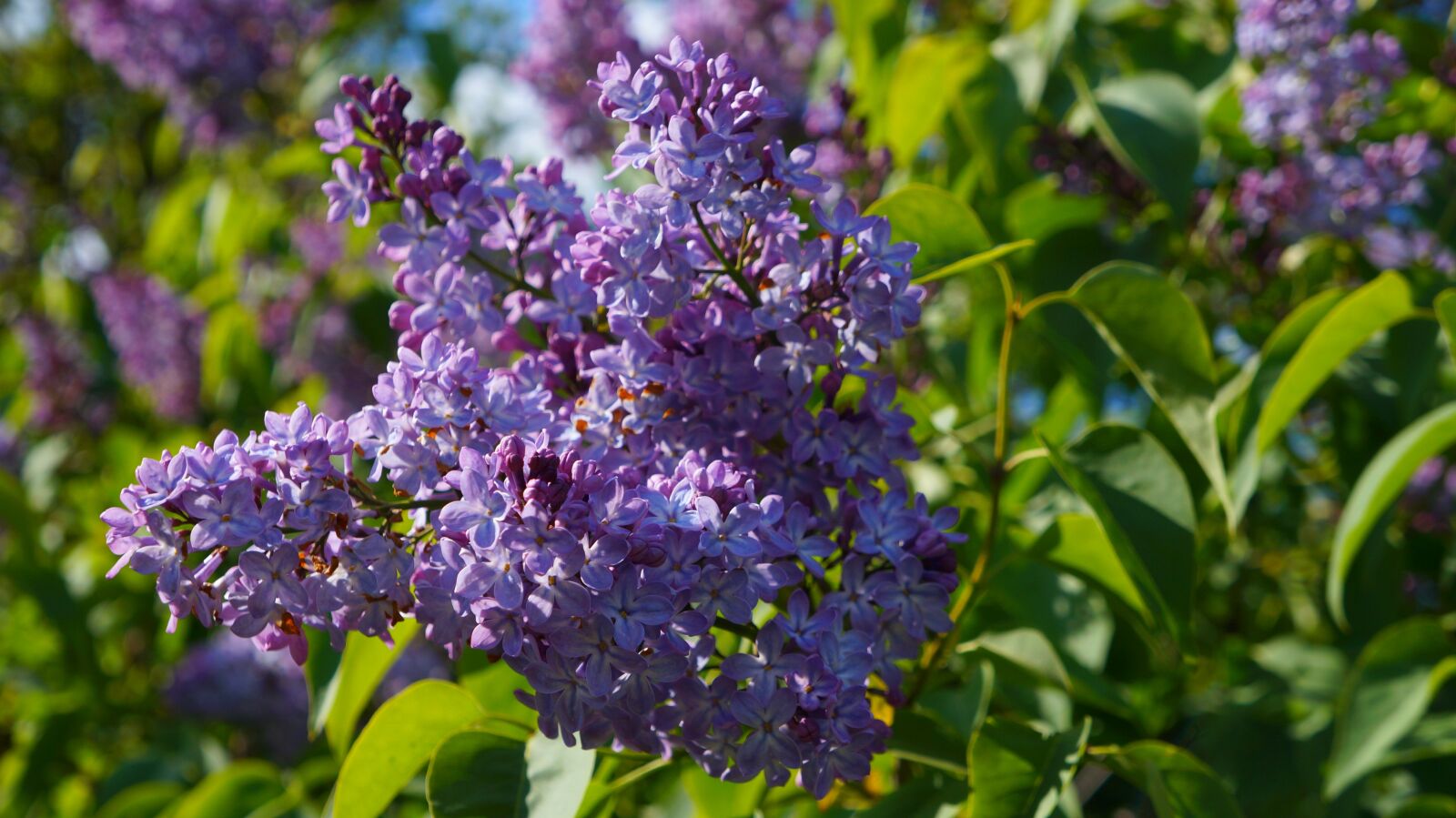 Sony Alpha a3000 + Sony E 18-55mm F3.5-5.6 OSS sample photo. Nature, plants, violet photography