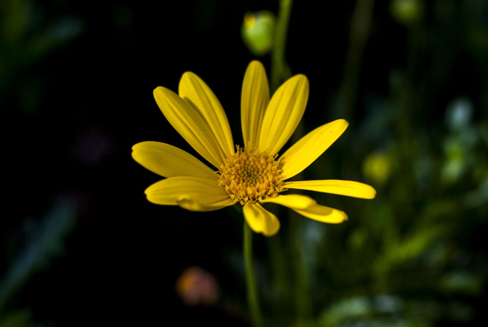 Nikon D60 sample photo. Nature, flower, plant photography