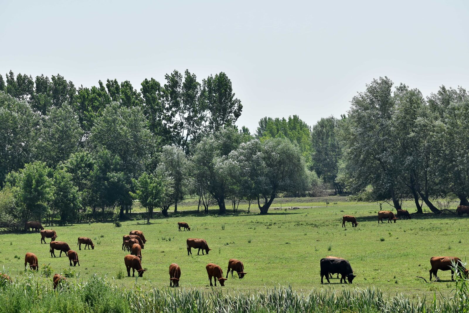 Nikon D5500 sample photo. Animals, meadow, cow, ranch photography