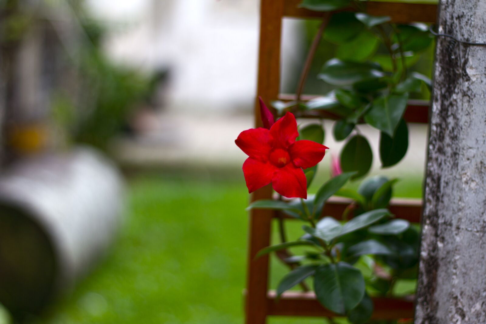 Canon EOS 7D + Canon EF 50mm F1.8 STM sample photo. Flower, red, green photography