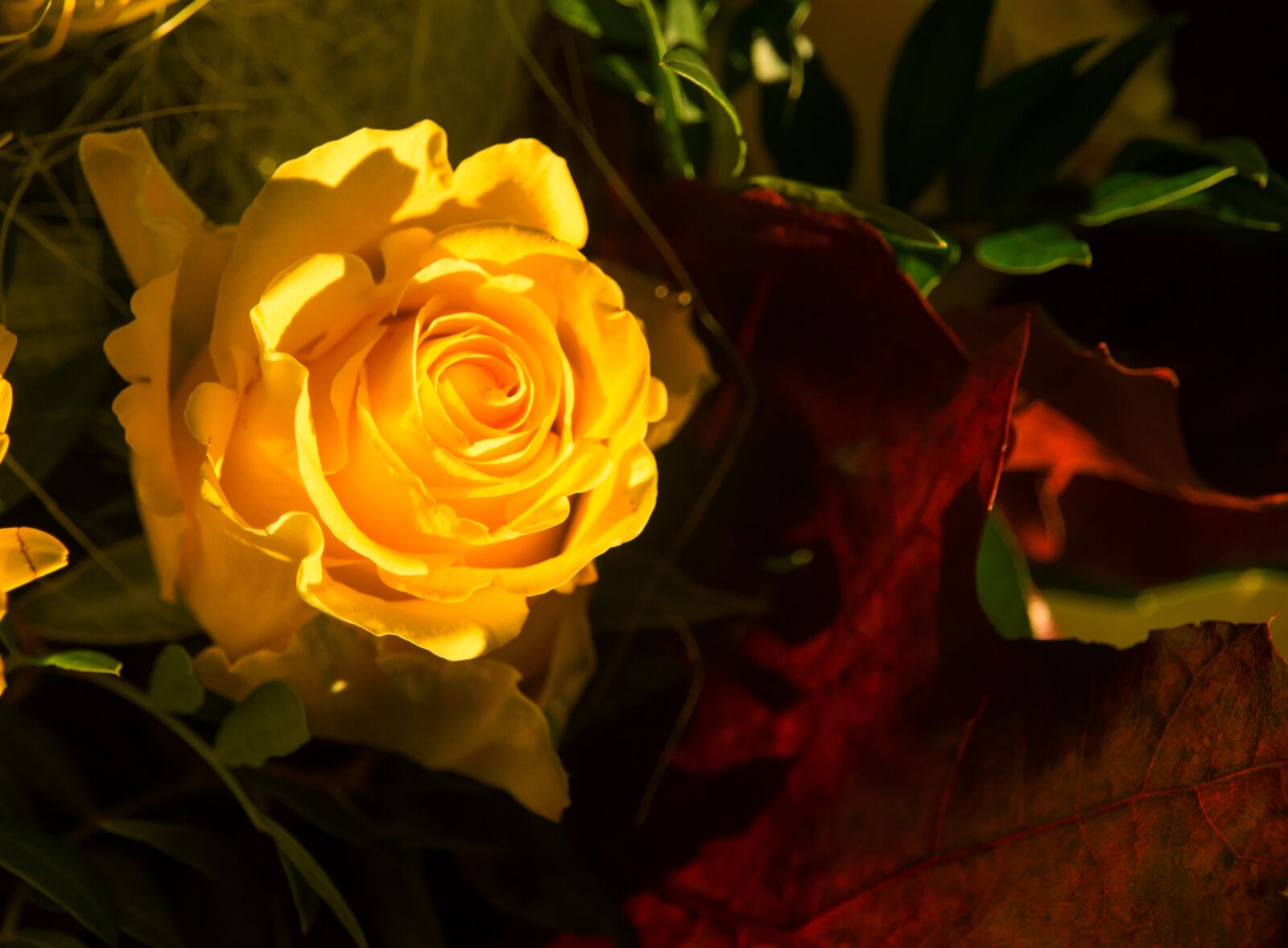 Sony SLT-A57 sample photo. Rose, yellow, yellow roses photography