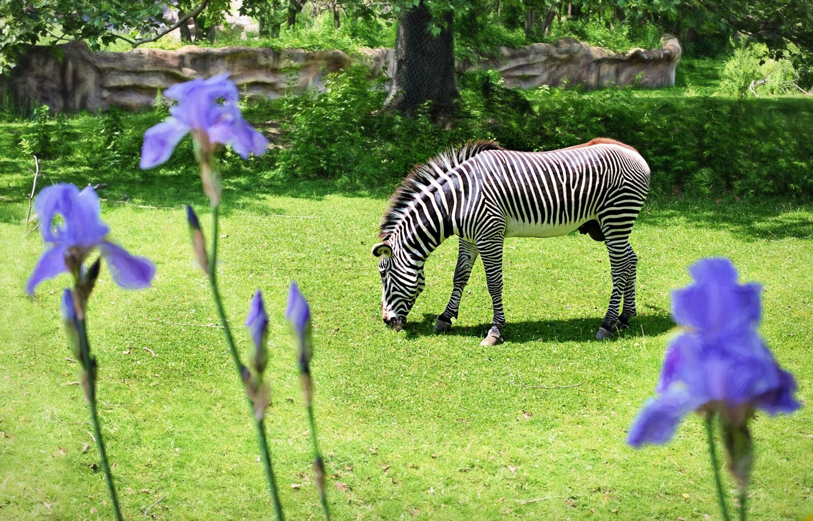Canon EOS 5D Mark III sample photo. Zebra, zoo, wild animal photography