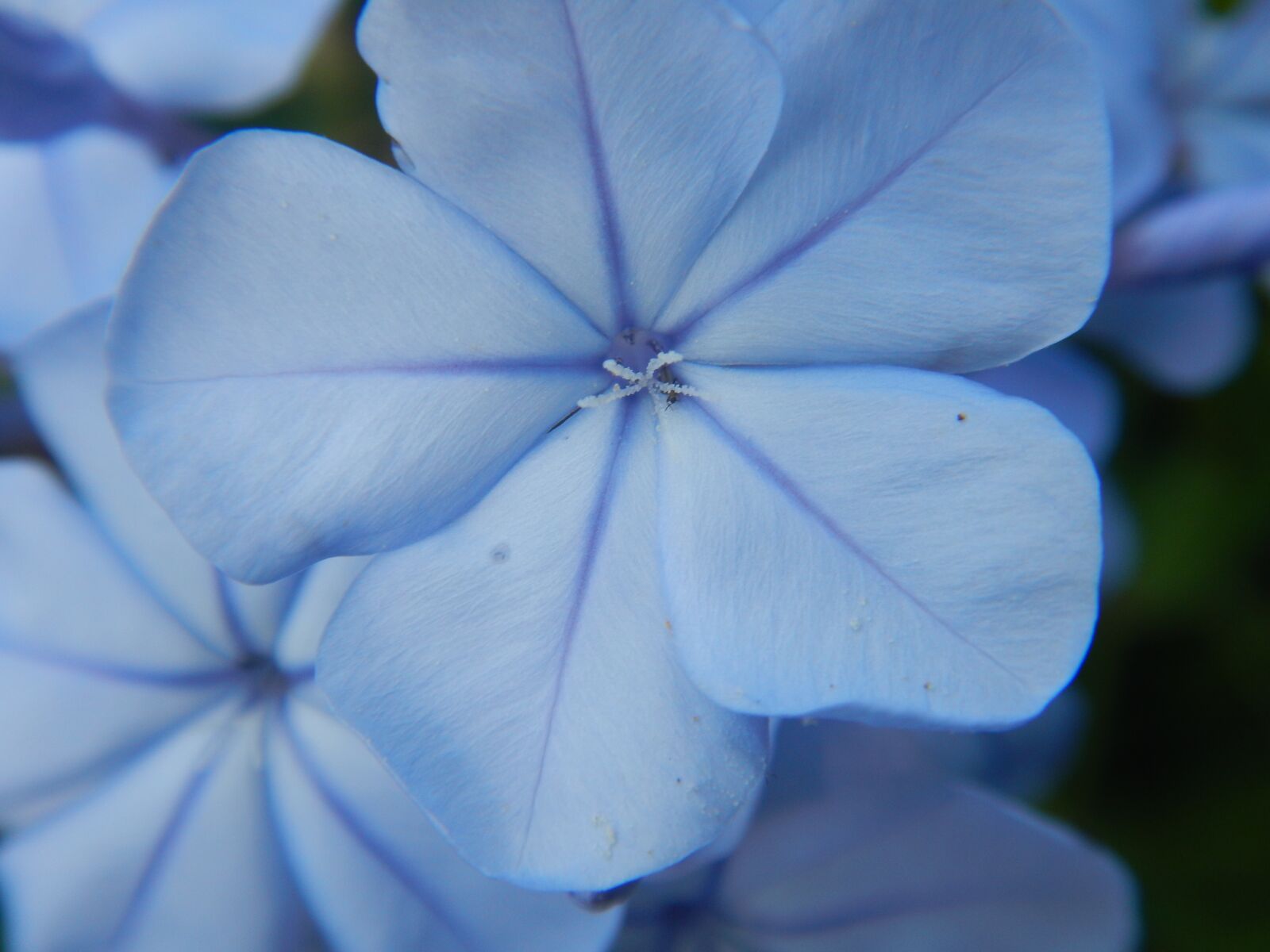 Nikon Coolpix AW120 sample photo. Blue flowers, macro, blossom photography