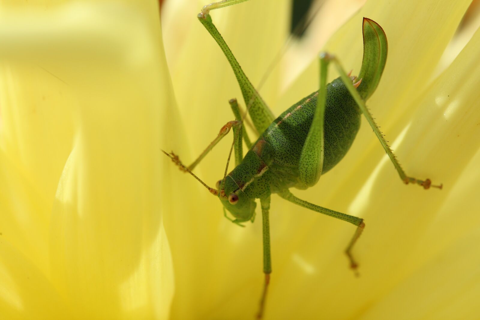 Canon EOS 450D (EOS Rebel XSi / EOS Kiss X2) sample photo. Viridissima, grasshopper, nature photography