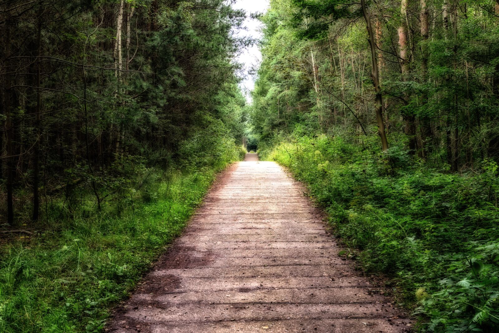 Nikon D3300 sample photo. Away, forest, forest path photography