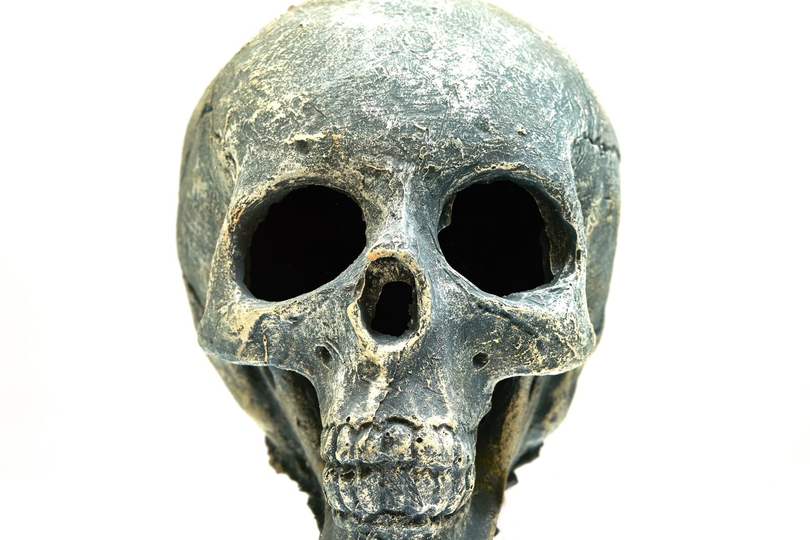 Sigma 85mm F1.4 DG HSM Art sample photo. Dry head, skeleton, horror photography