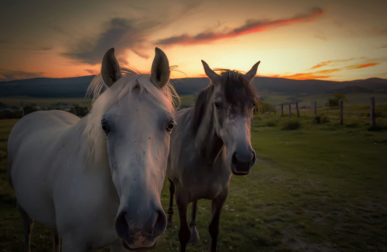 Canon EOS 70D sample photo. Horse, horses, nature photography