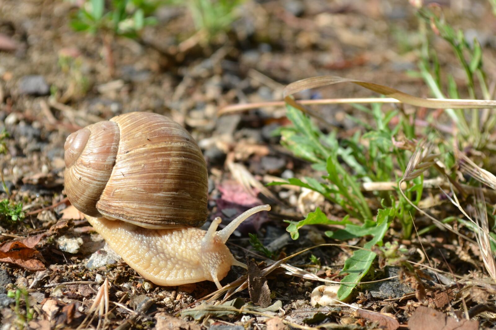 Nikon D5100 sample photo. Snail, slowly, probe photography
