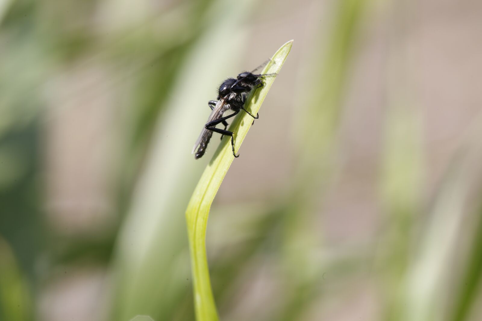Canon EF 100mm F2.8L Macro IS USM sample photo. Grass, insect, fly photography