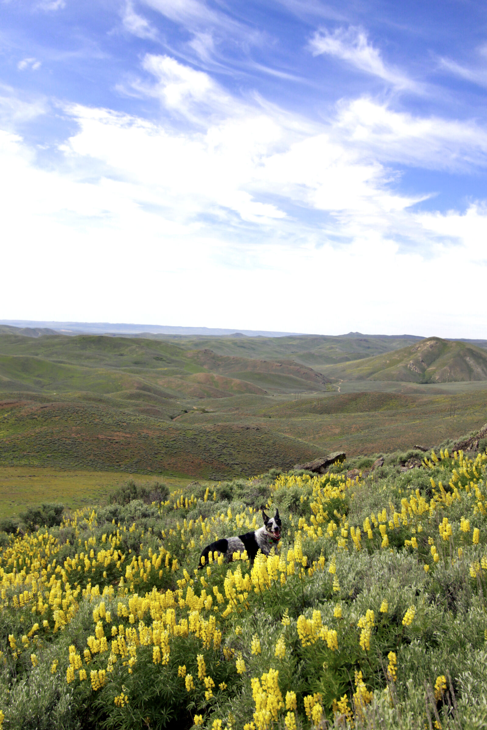 Canon EOS 50D sample photo. Dog, dogs, hiking, wildflowers photography
