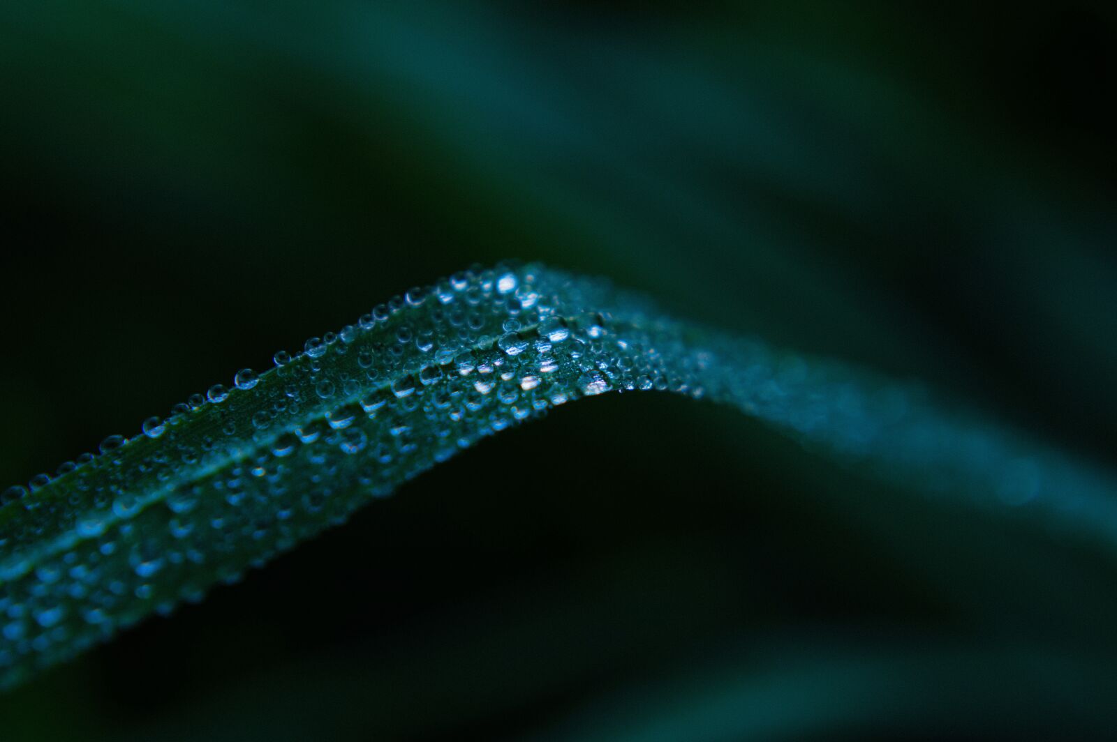 Nikon D3200 sample photo. Grass, macro, nature photography