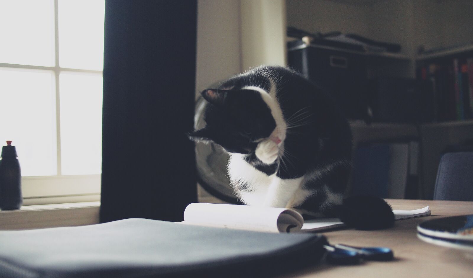 Olympus PEN E-PL1 sample photo. Cat, kitten, animal photography