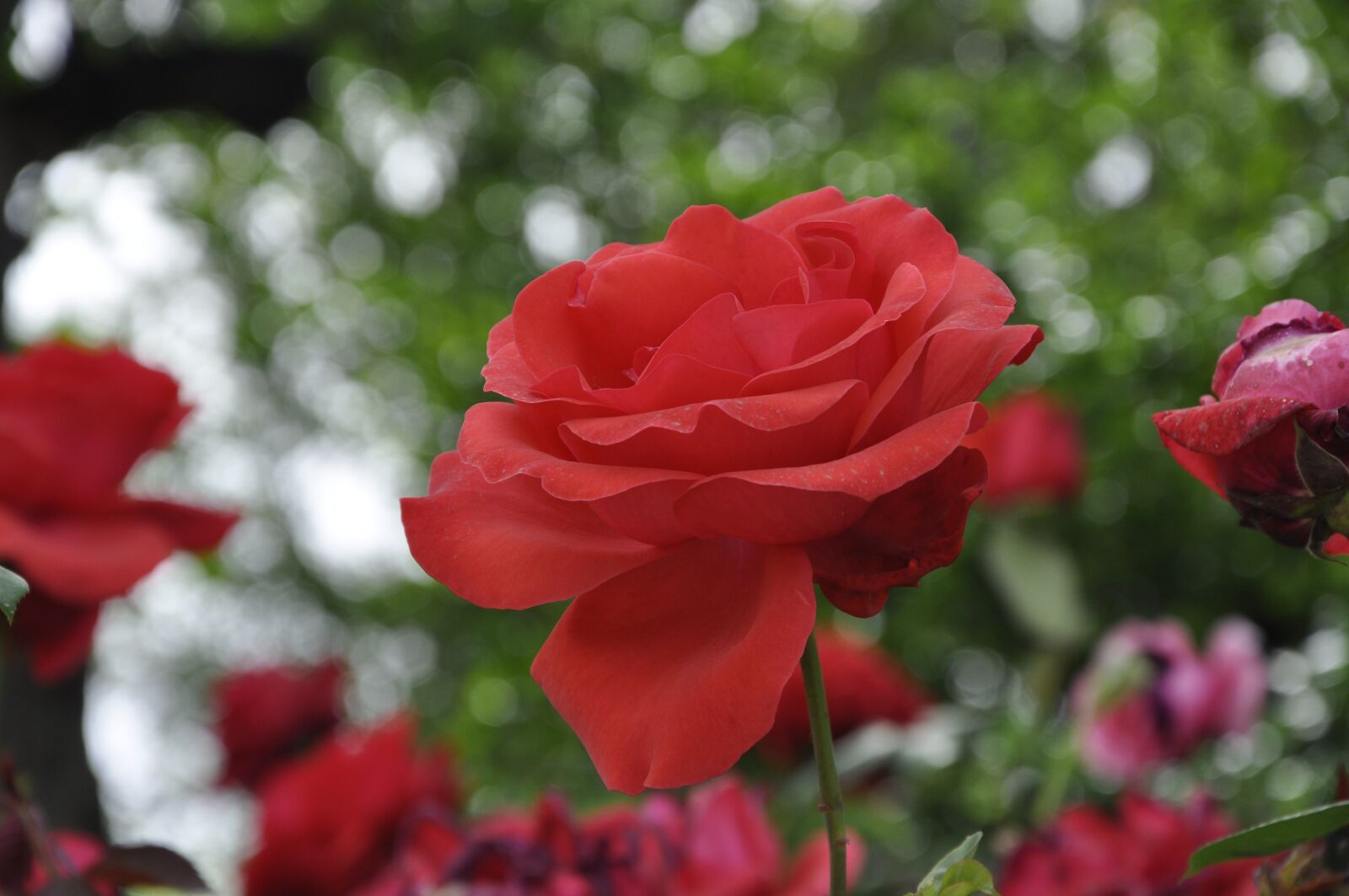 Nikon D90 sample photo. Rose, flower photography