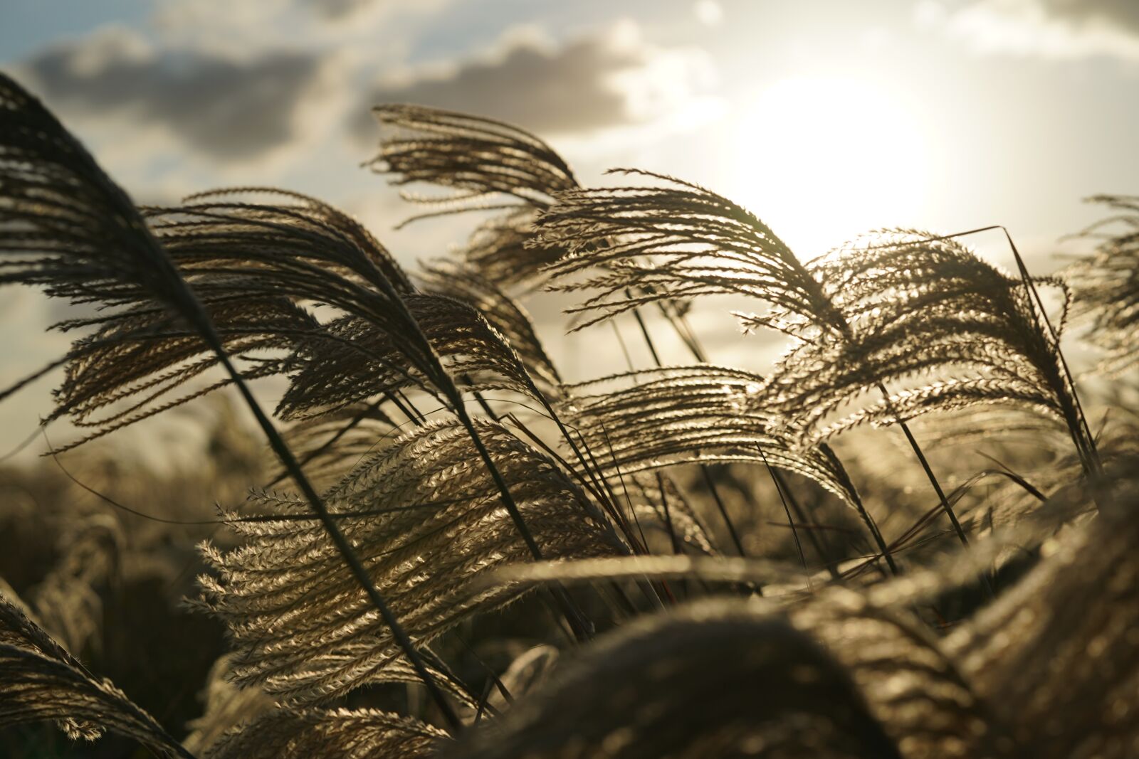 Sony a7 III + Sony FE 85mm F1.4 GM sample photo. Glow, silver grass, jeju photography