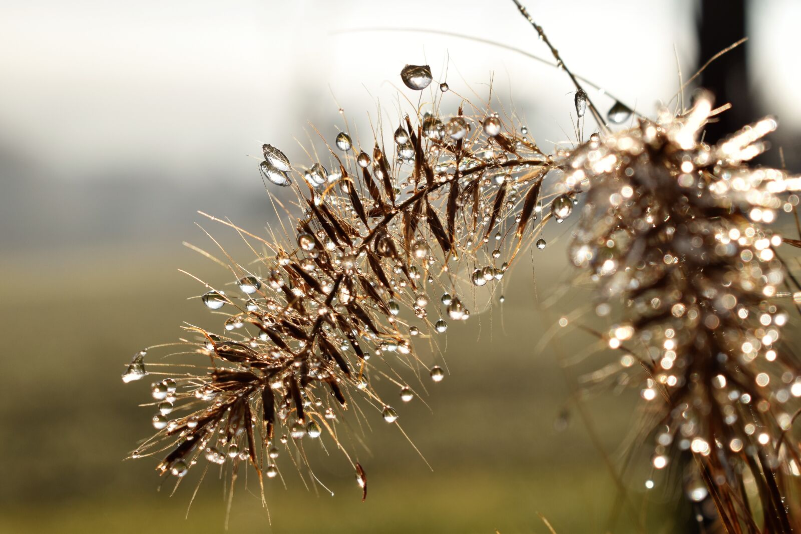 Nikon D5500 sample photo. Drip, dew, dewdrop photography