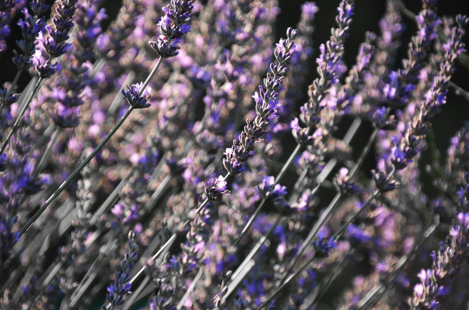Nikon D7000 sample photo. Lavender, english lavender, flower photography