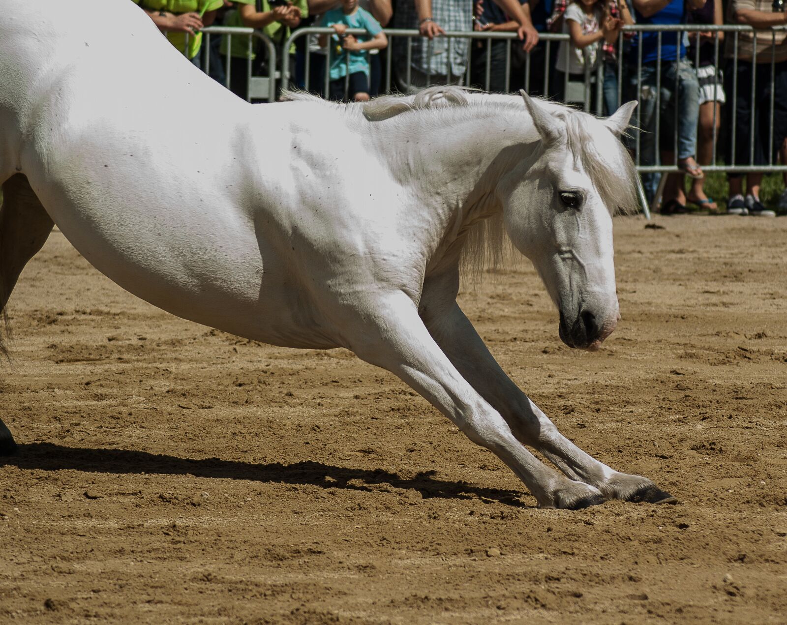 Tamron AF 70-300mm F4-5.6 Di LD Macro sample photo. Horse, horseback riding, dressage photography