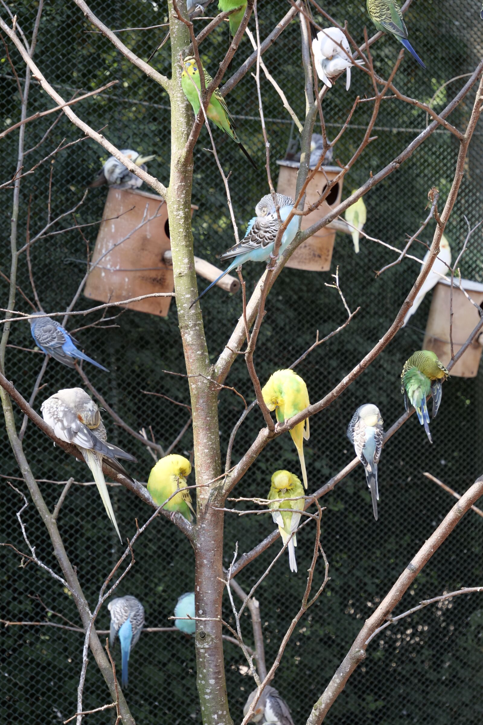 Panasonic Lumix DC-G9 sample photo. Animal world, birds, canaries photography
