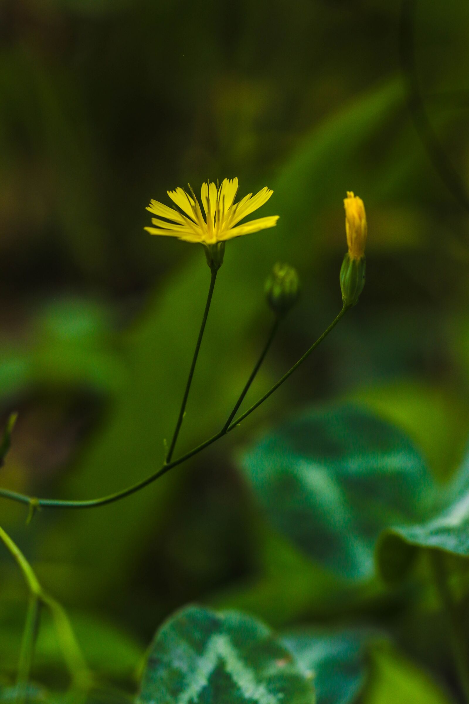 Canon EOS 7D Mark II sample photo. Wildflower, wild, nature photography