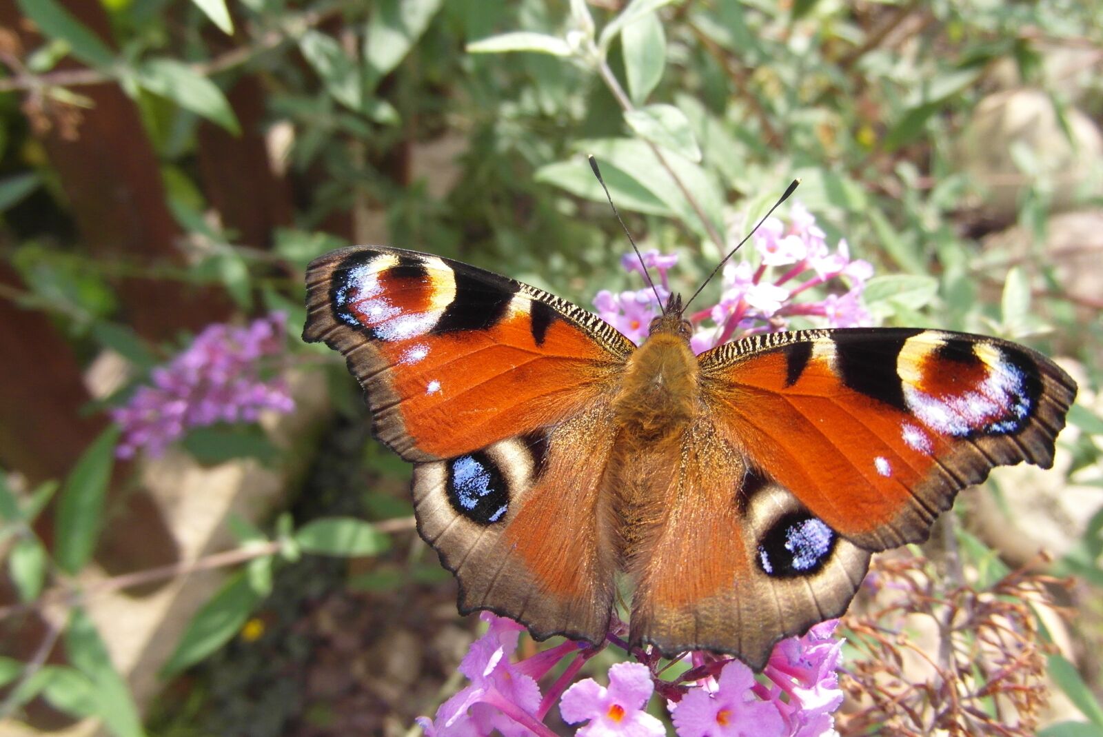Samsung WB750 sample photo. Butterfly, insect, wings photography