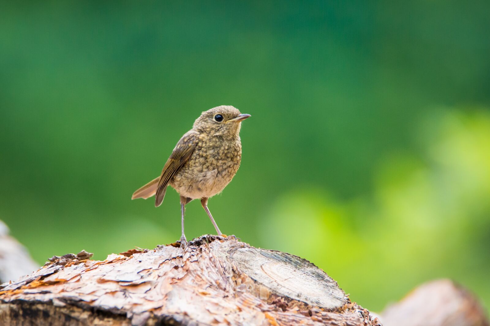 Tamron SP 150-600mm F5-6.3 Di VC USD sample photo. Robin, young, young bird photography