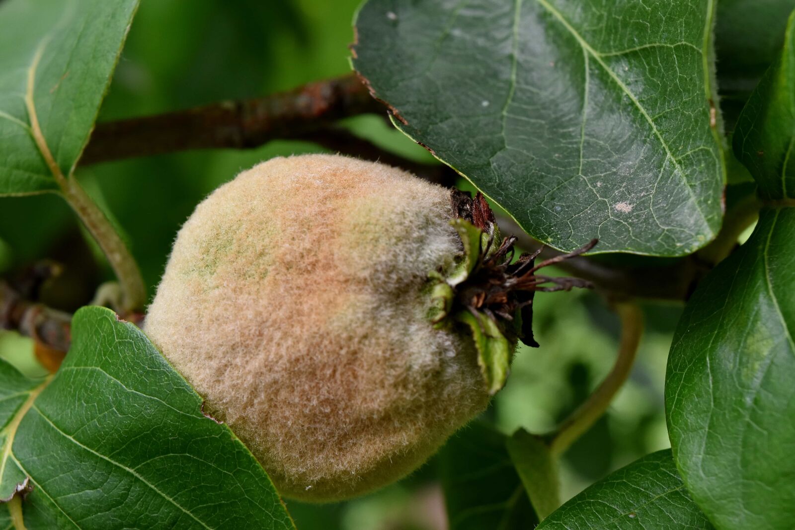 Nikon D5500 sample photo. Branches, fruit tree, green photography