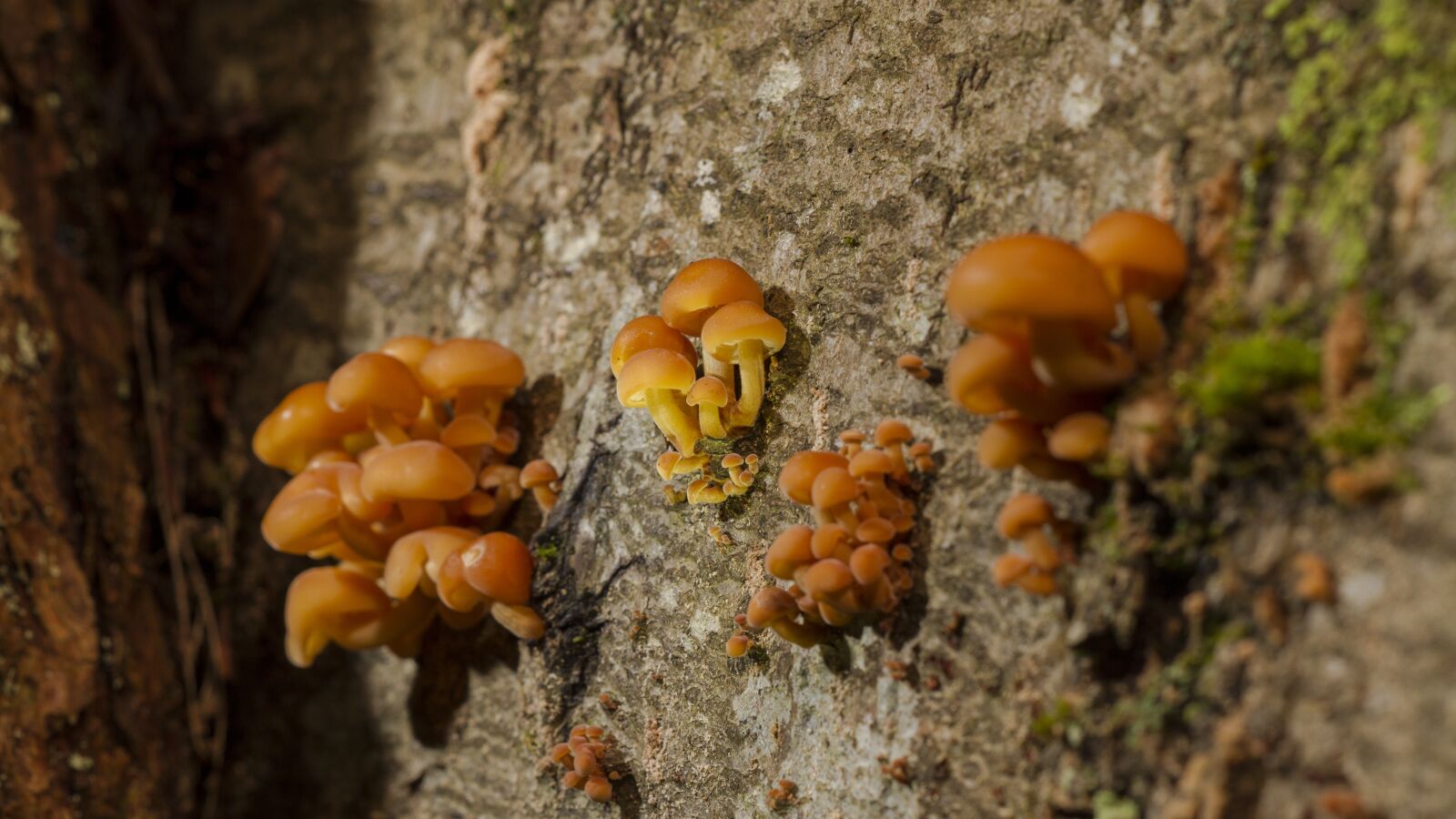 Canon EOS 7D sample photo. Mushroom, tree fungus, sponge photography