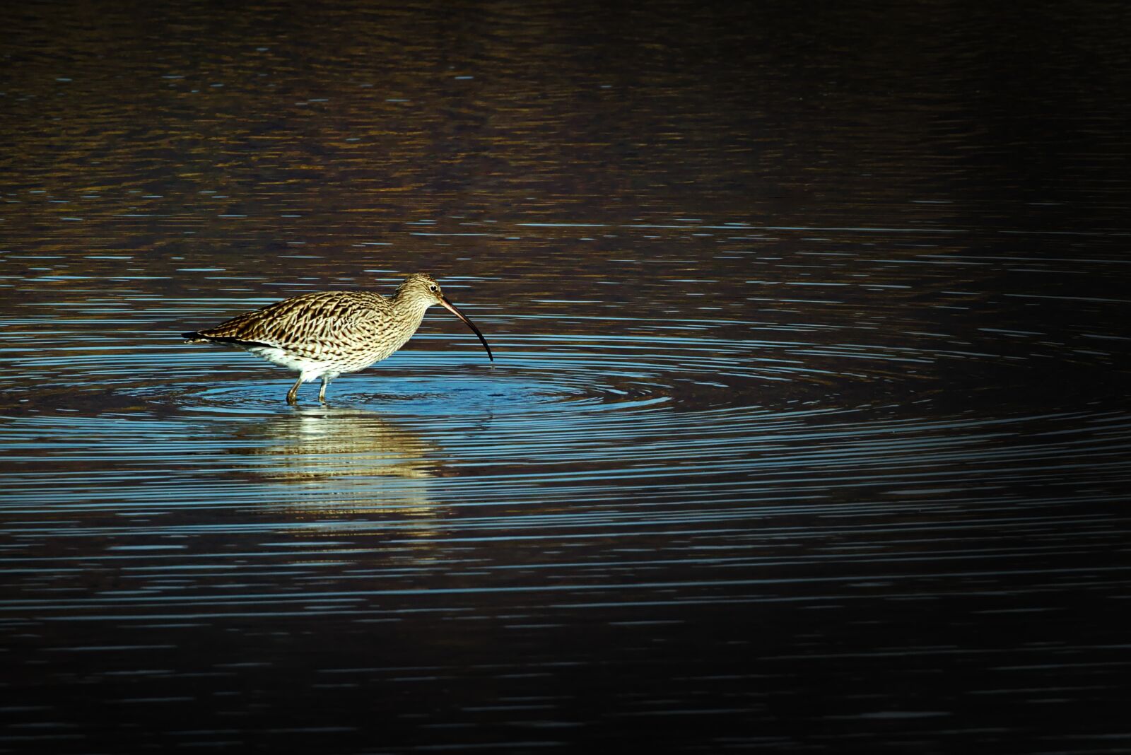 Canon EOS M5 sample photo. Curlew, lake, autumn photography