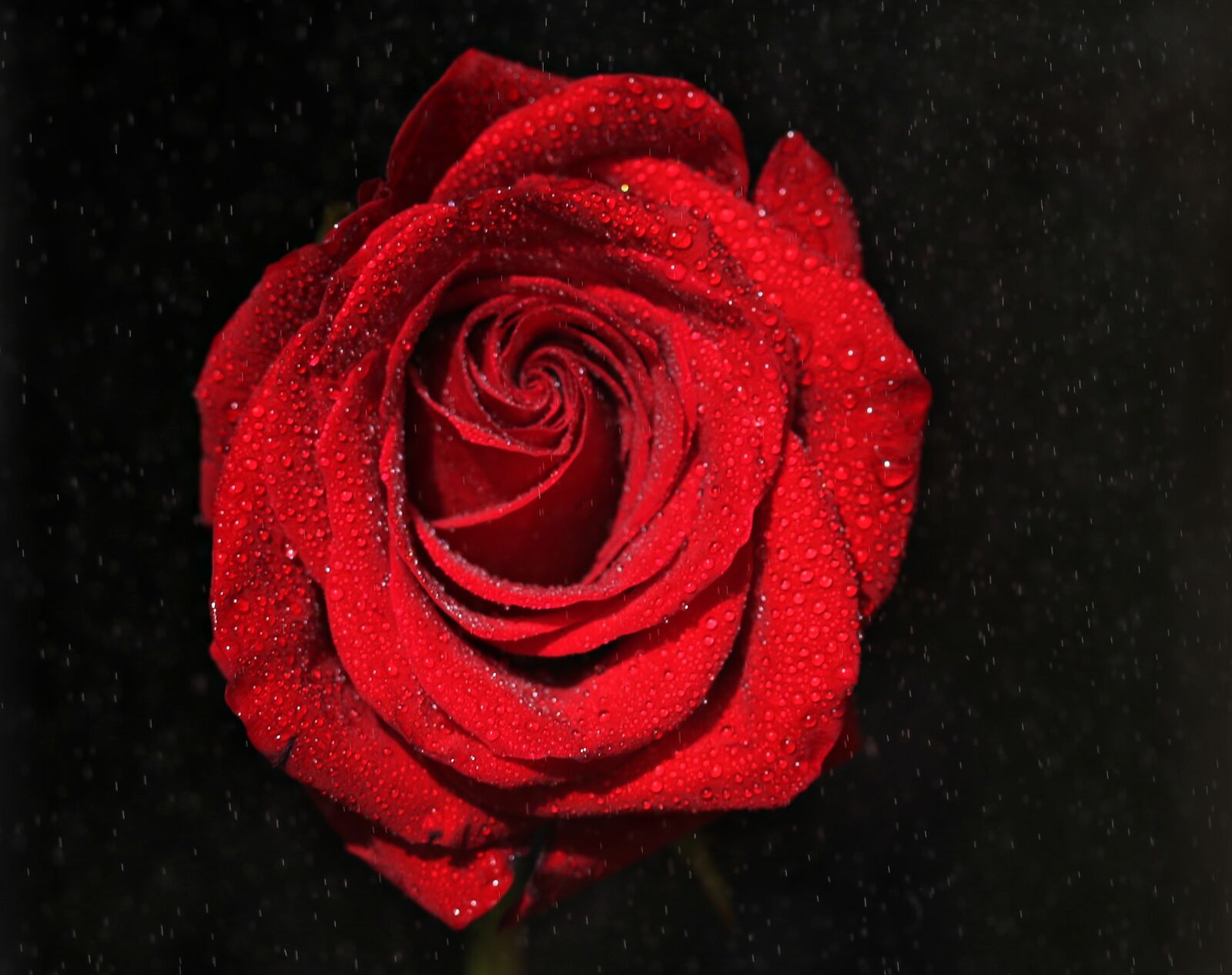 Canon EF-S 60mm F2.8 Macro USM sample photo. Rose, red, wet photography