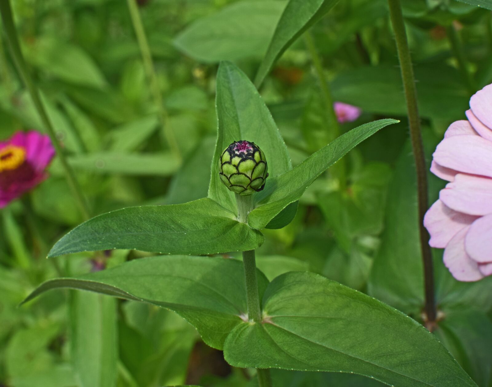 Nikon D3300 sample photo. Pink zinnia bud, bud photography