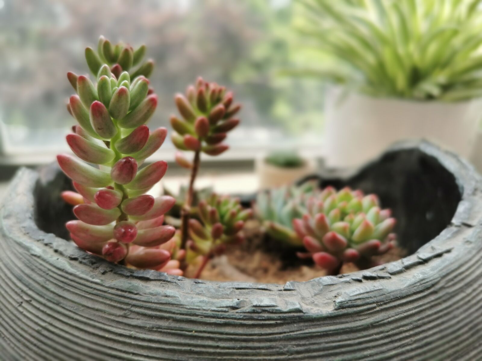 HUAWEI P30 sample photo. Plant, the fleshy, potted photography
