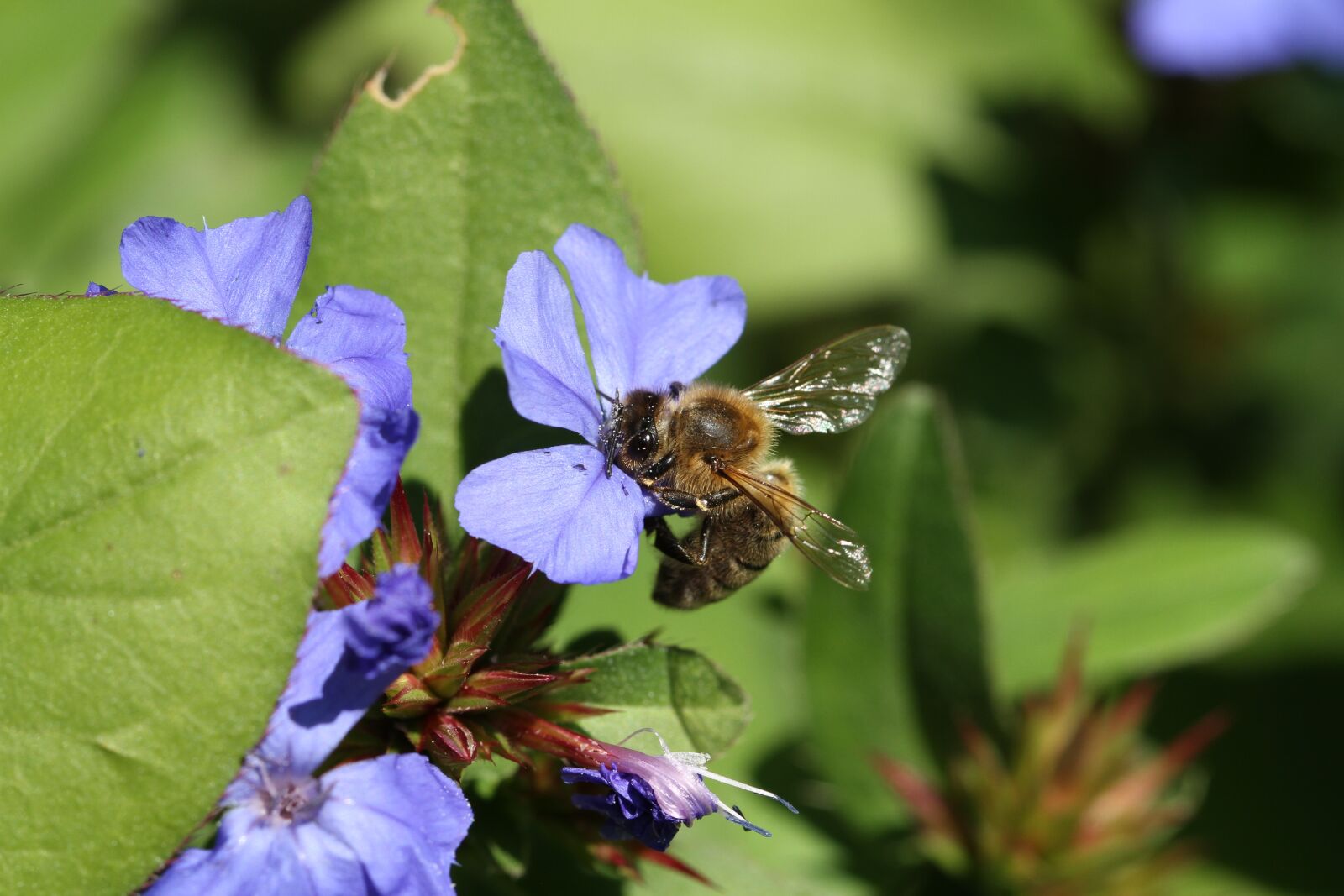 Canon EOS 7D sample photo. Bee, blossom, bloom photography