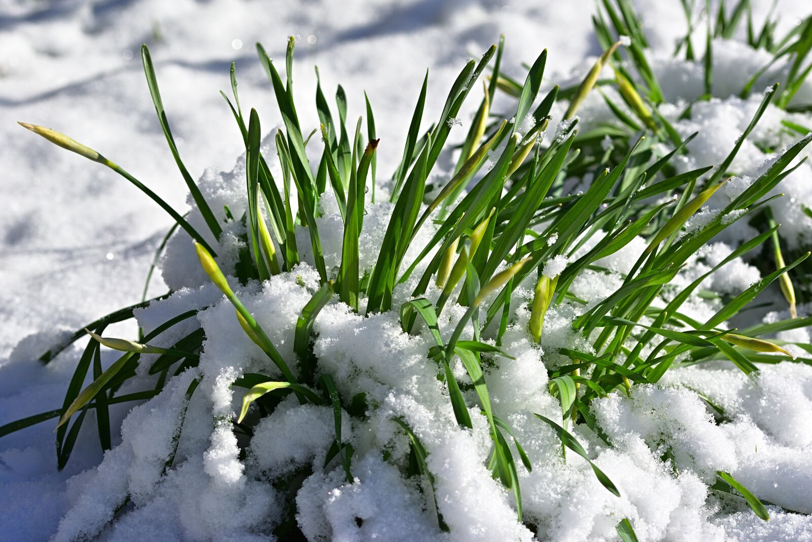 Nikon D5200 sample photo. Garden, spring, winter blast photography