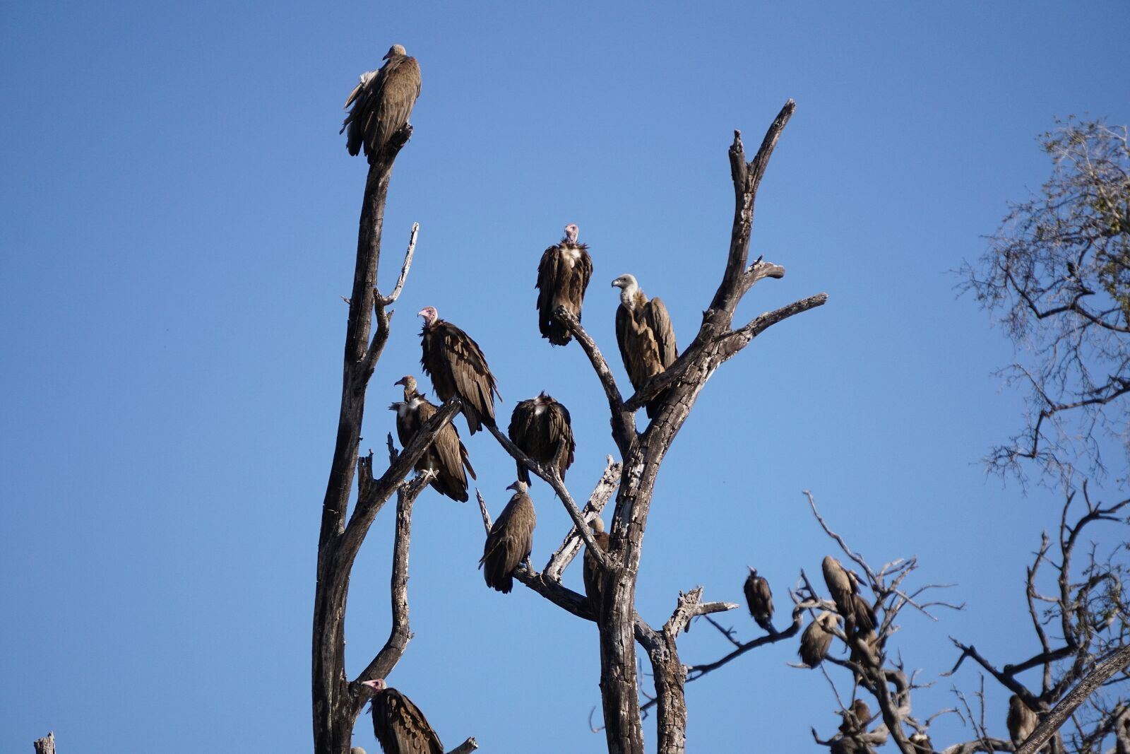 Sony E 55-210mm F4.5-6.3 OSS sample photo. Chobe national park, botswana photography