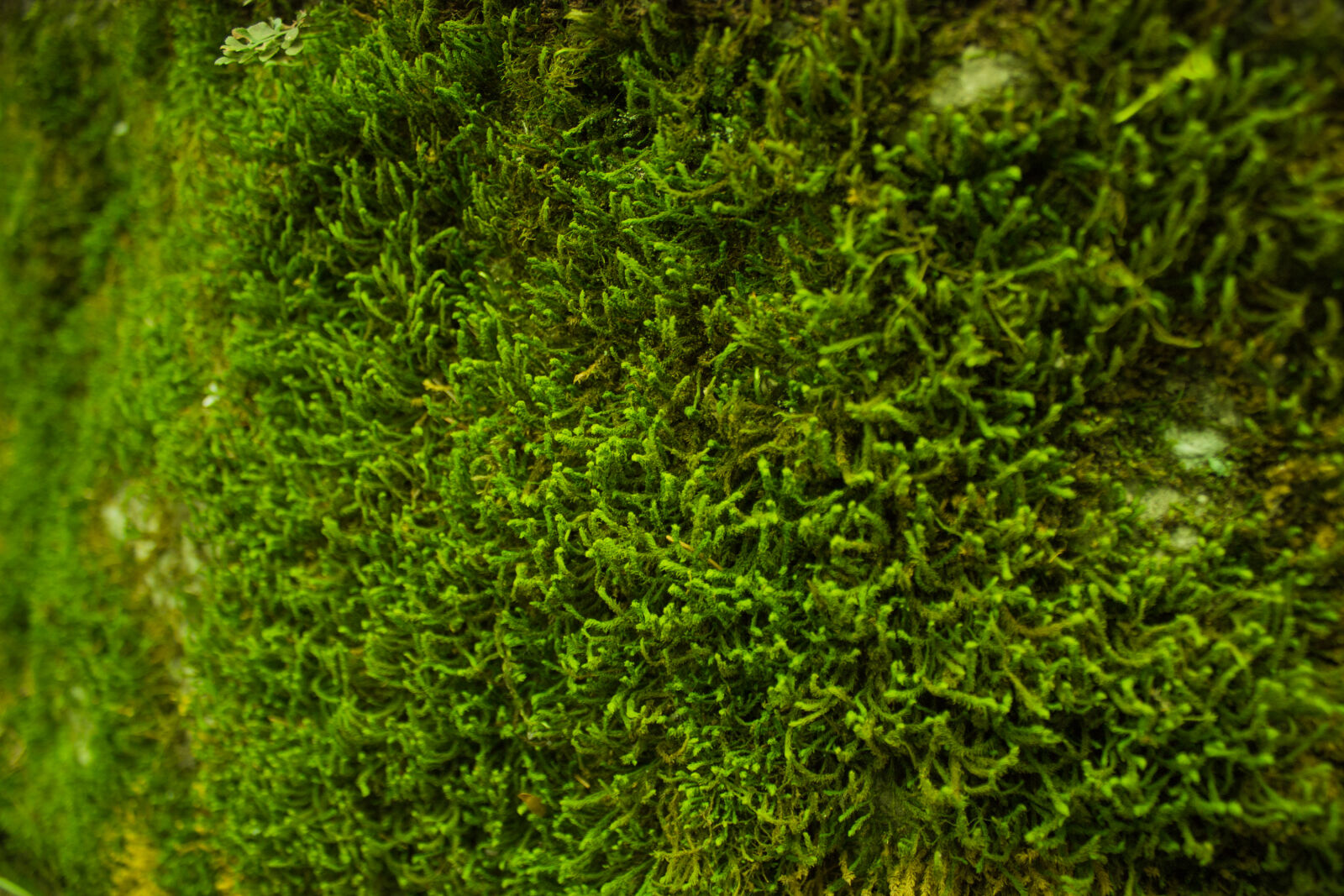 Canon EOS 100D (EOS Rebel SL1 / EOS Kiss X7) sample photo. Moss photography