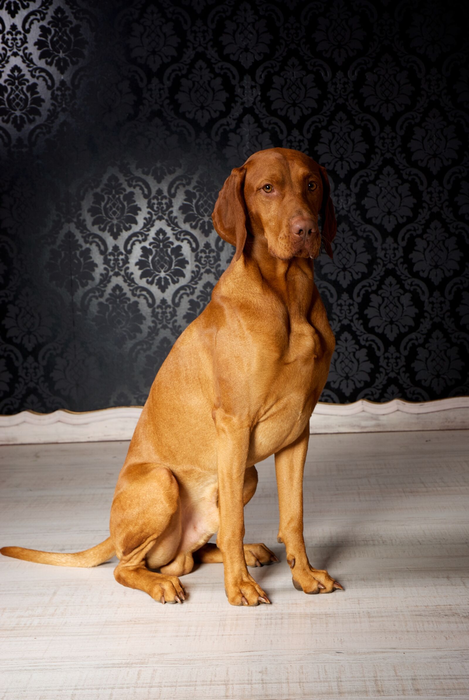 Nikon D200 sample photo. Dog, purebred dog, brown photography