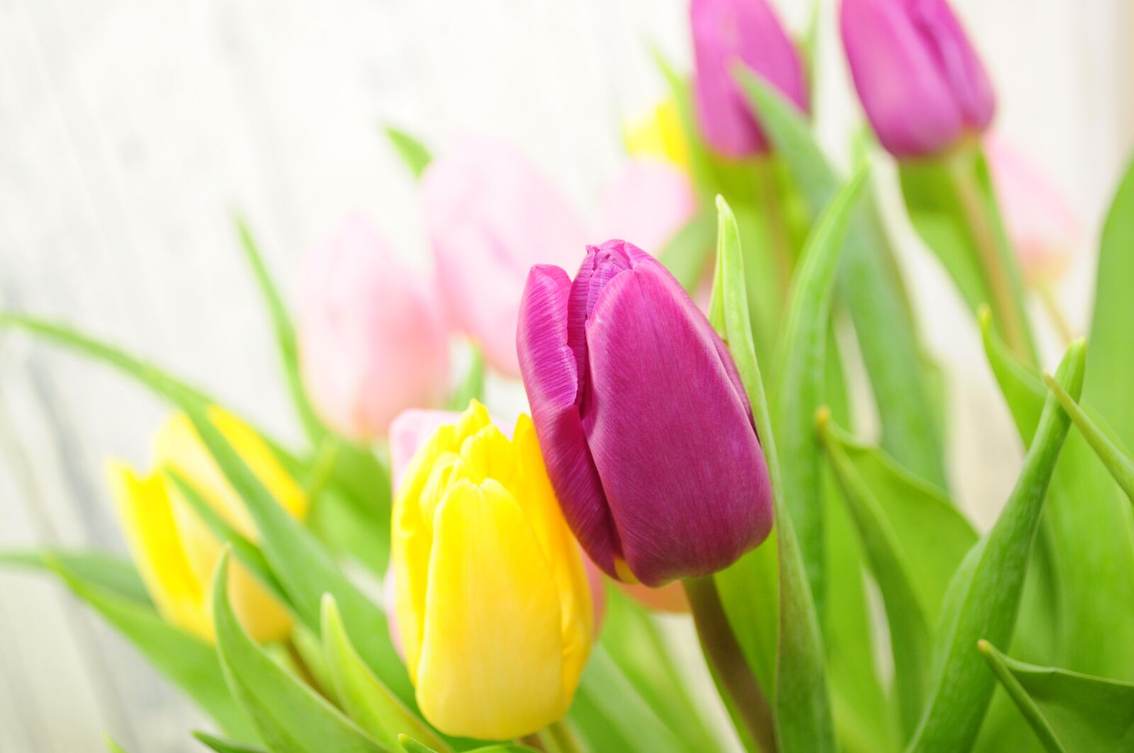 Nikon D90 sample photo. Tulips, flowers, yellow photography