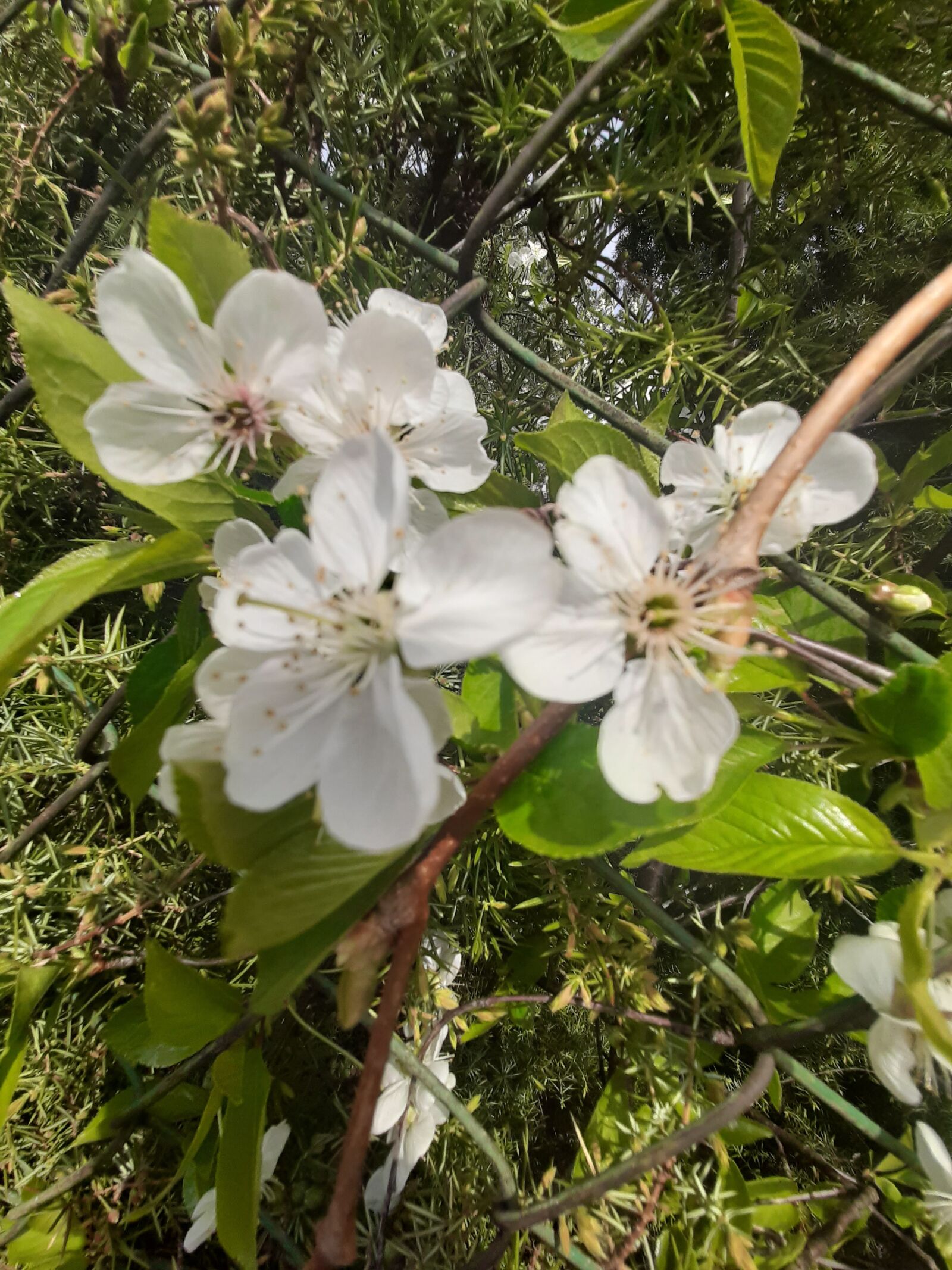 Samsung Galaxy A50 sample photo. Plum, flowers, spring photography