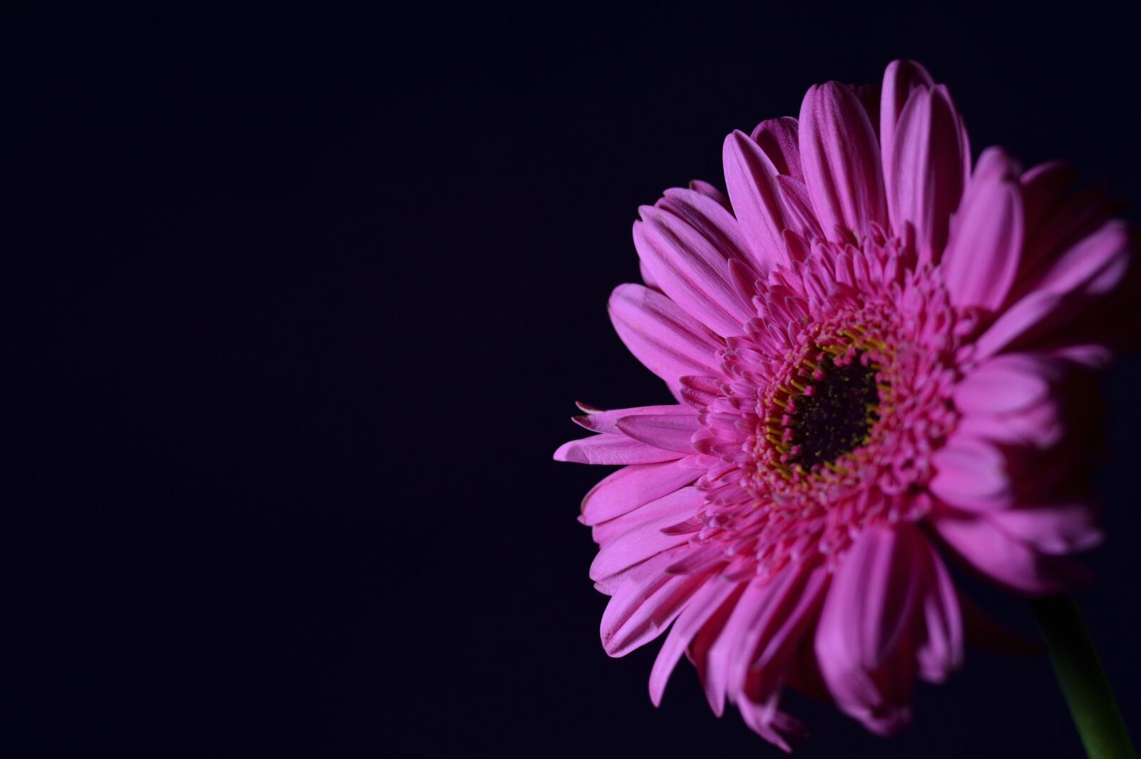 Nikon D3200 sample photo. Flower, nature, summer photography
