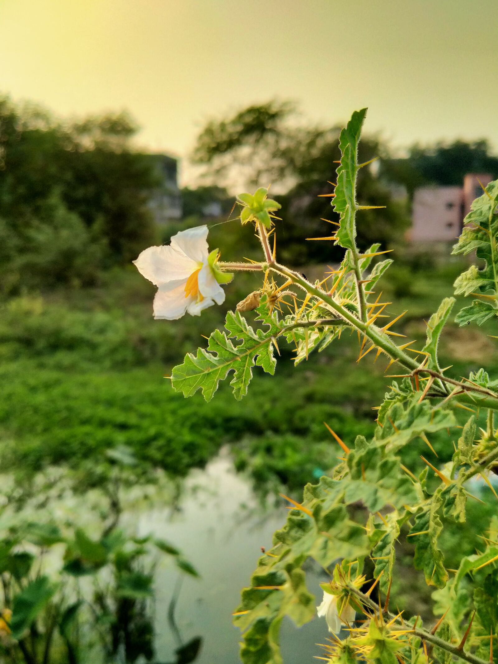 OPPO A5 2020 sample photo. Evening, light, flower photography