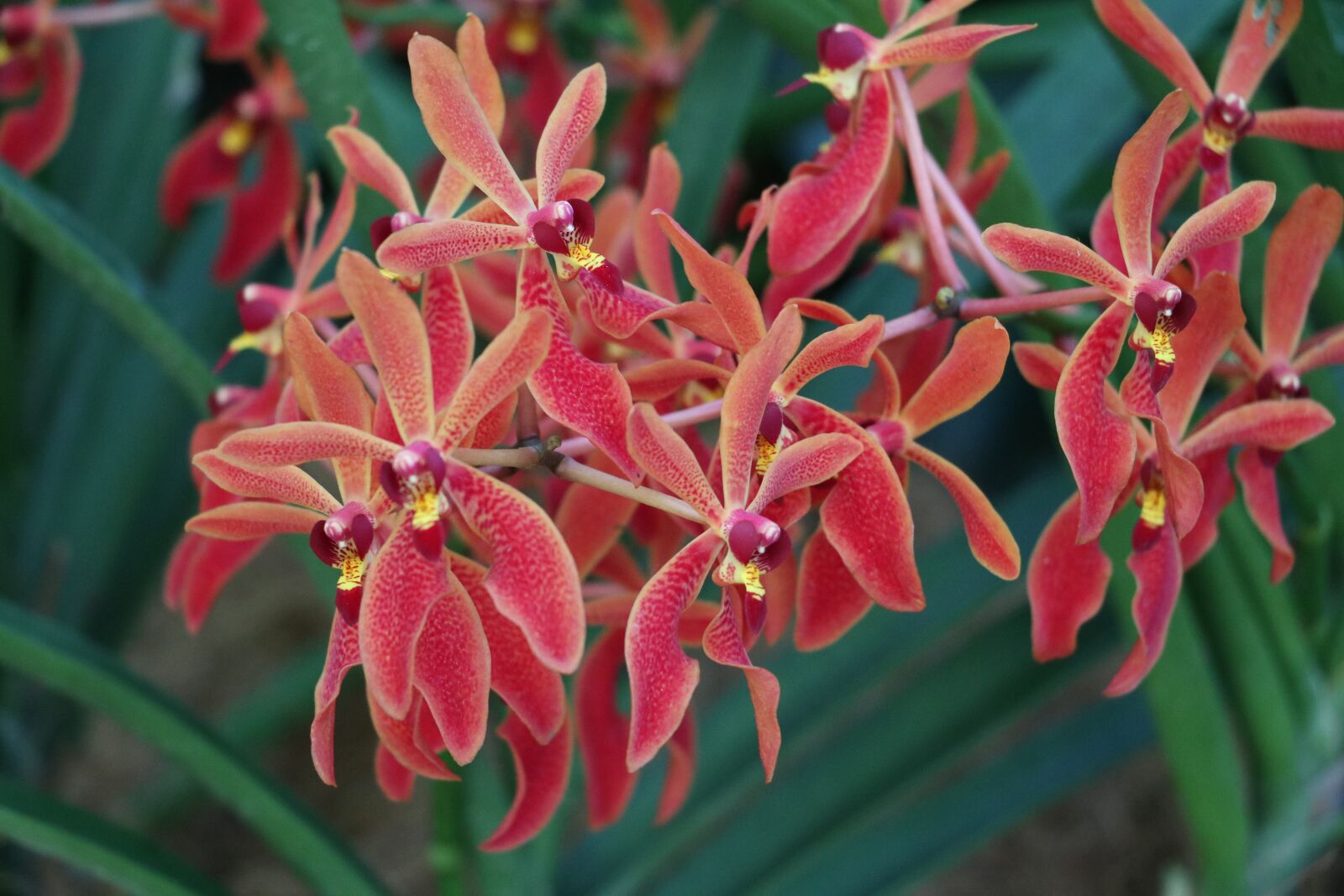 Canon EOS 750D (EOS Rebel T6i / EOS Kiss X8i) sample photo. Flowers, garden, orchid photography
