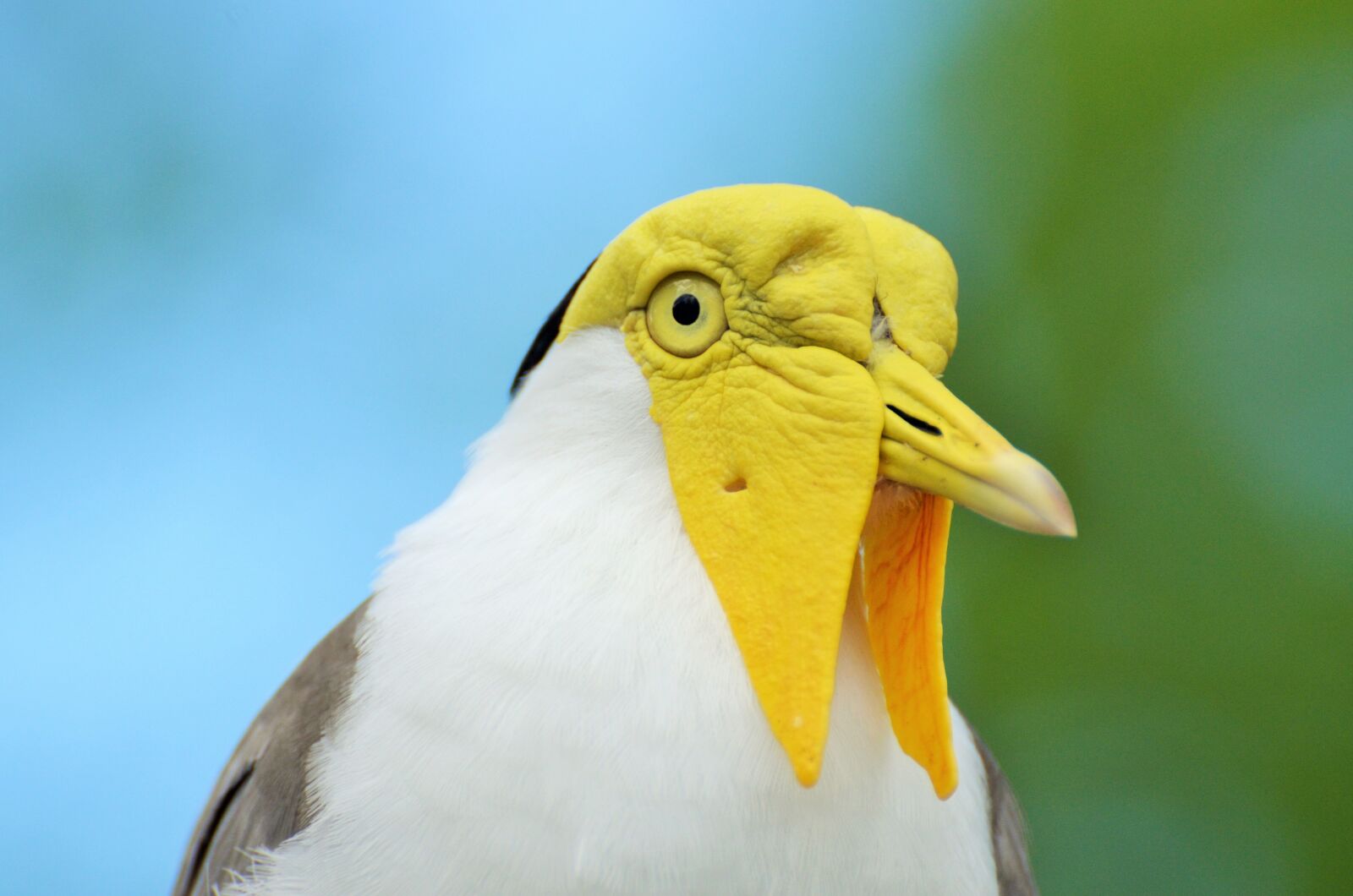 Nikon D5100 sample photo. Lapwing masked australian, vanellus photography