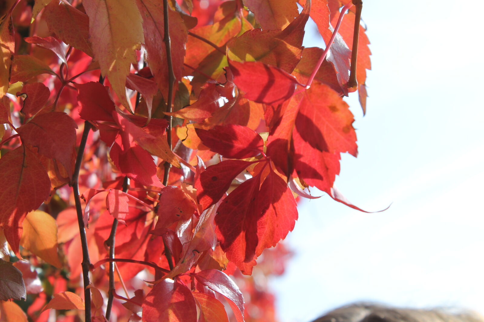 Canon EOS 1100D (EOS Rebel T3 / EOS Kiss X50) sample photo. Autumn, leaves, bright, day photography