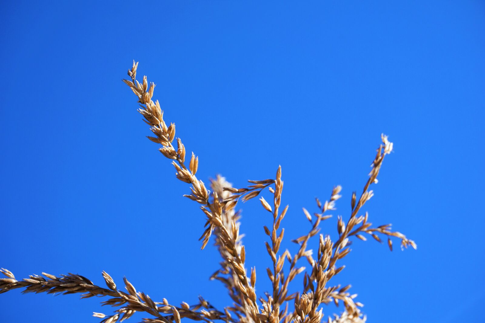 Sony a6000 sample photo. Blue, sky, wheat photography