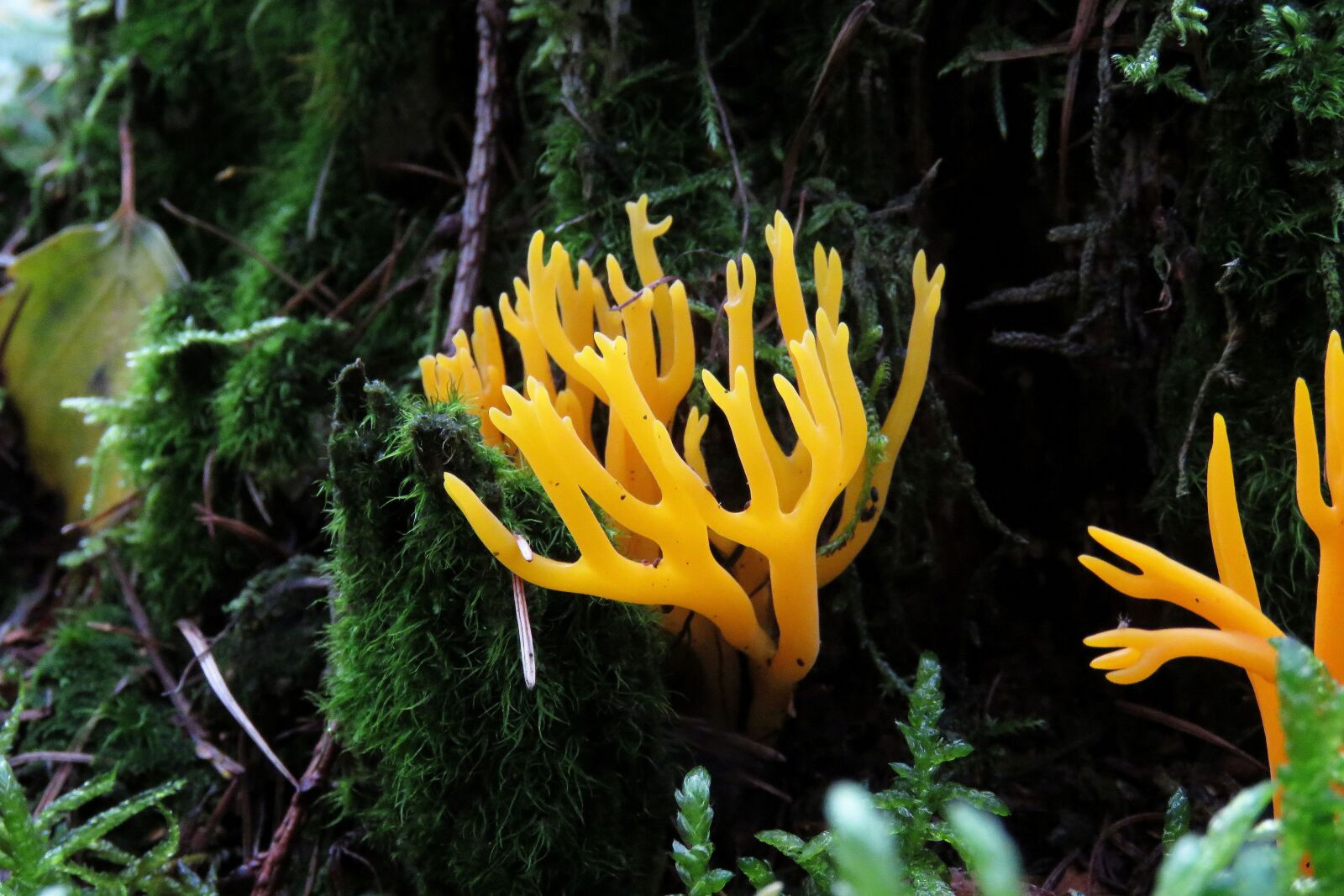 Canon PowerShot SX60 HS sample photo. Fungi, forrest, decorative photography