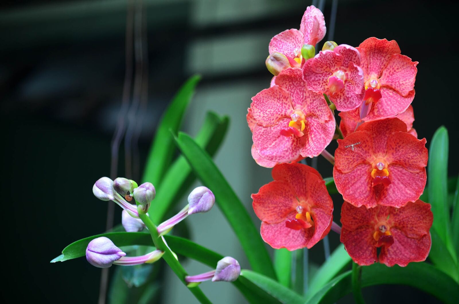 Nikon D5100 sample photo. Flower, orchid, plant photography