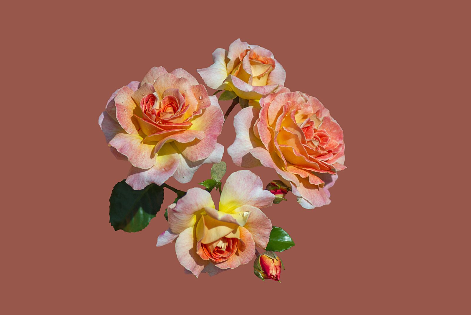 Canon EOS 7D sample photo. Bad kissingen, rose garden photography