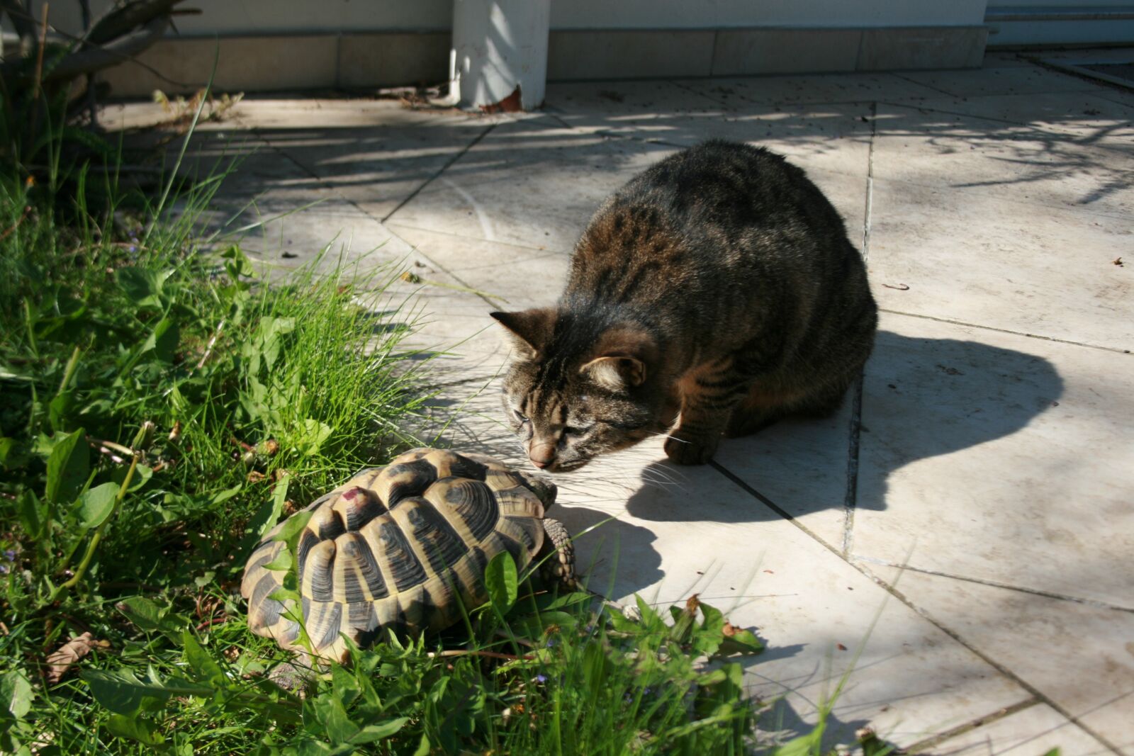 Canon EOS 400D (EOS Digital Rebel XTi / EOS Kiss Digital X) sample photo. Cat, turtle, friendship photography
